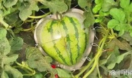 吃瓜i,网络热词背后的文化现象