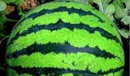 吃瓜群众 看瓜,揭秘娱乐圈幕后故事