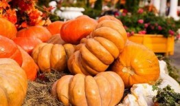 秋瓜怎样吃,食法大揭秘