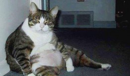 吃瓜网 热门大瓜胖猫,热门大瓜背后的胖猫故事