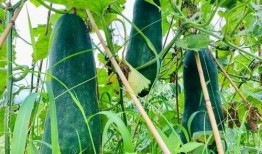 火爆吃瓜143,揭秘娱乐圈背后的惊人真相