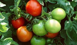 番茄小说吃瓜直播文,番茄小说中的娱乐圈风云录