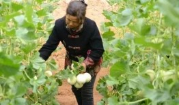 吃瓜小助理余景天,揭秘娱乐圈幕后趣闻