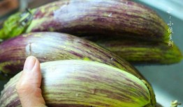 孩子吃花皮瓜,孩子健康成长的天然美味