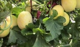 来界首吃瓜,吃瓜群众乐翻天