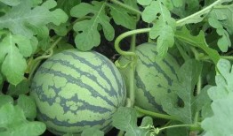 黑铁吃瓜贴特征,网络热议背后的真相与趣味