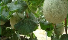 胖子吃哈密瓜好吗,健康美味两不误的甜蜜选择