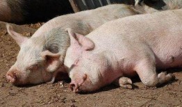 猪宝儿吃瓜,揭秘娱乐圈的甜蜜瓜田