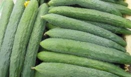 烧瓜能和橘子一块吃吗吗,兼容并蓄的饮食探索