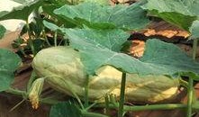 叶子在吃瓜,一场味蕾的盛宴