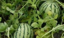 临海唐头路吃瓜