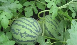 瓜瓜吃瓜情节,揭秘娱乐圈幕后风云