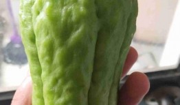 福寿瓜尖怎么吃,解锁美味新境界