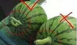 octopus蛋仔吃瓜,一场趣味横生的夏日盛宴