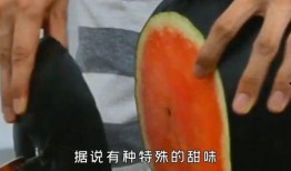 煤球儿吃瓜,揭秘网络热词背后的趣味与思考