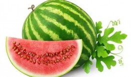 煤球儿吃瓜,揭秘网络热词背后的趣味与思考