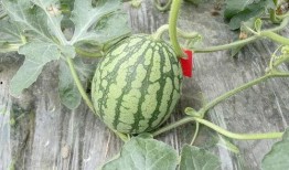 绿色吃瓜,吃出健康与环保新风尚