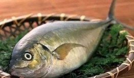 小海棠鱼吃瓜视频,趣味横生的水下喜剧