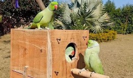 鸟会吃瓜吗,揭秘鸟类是否吃瓜之谜