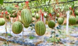 状元村吃瓜,揭秘乡村里的“吃瓜”文化现象