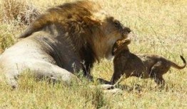 吃瓜的小狮子,揭秘动物界的趣味生活