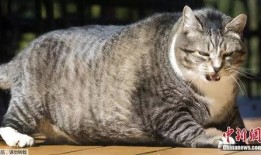 吃瓜网 热门大瓜胖猫,热门大瓜背后的胖猫故事